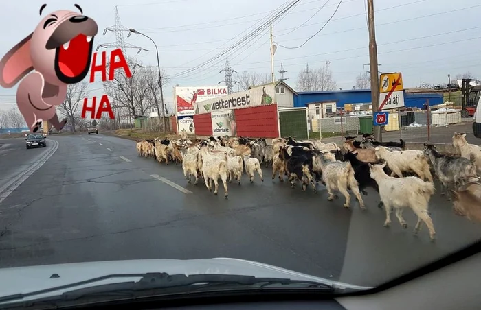 Turmă de capre pe un bulevard din Galaţi FOTO Grupul Şoferilor din Galaţi/Facebook