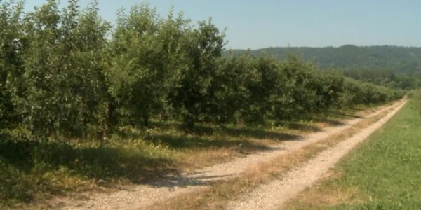 statiunea pomicola 