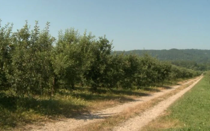 După retrocedare, Staţiunea Pomicolă pierde 116 hectare FOTO: Adevărul/Arhivă