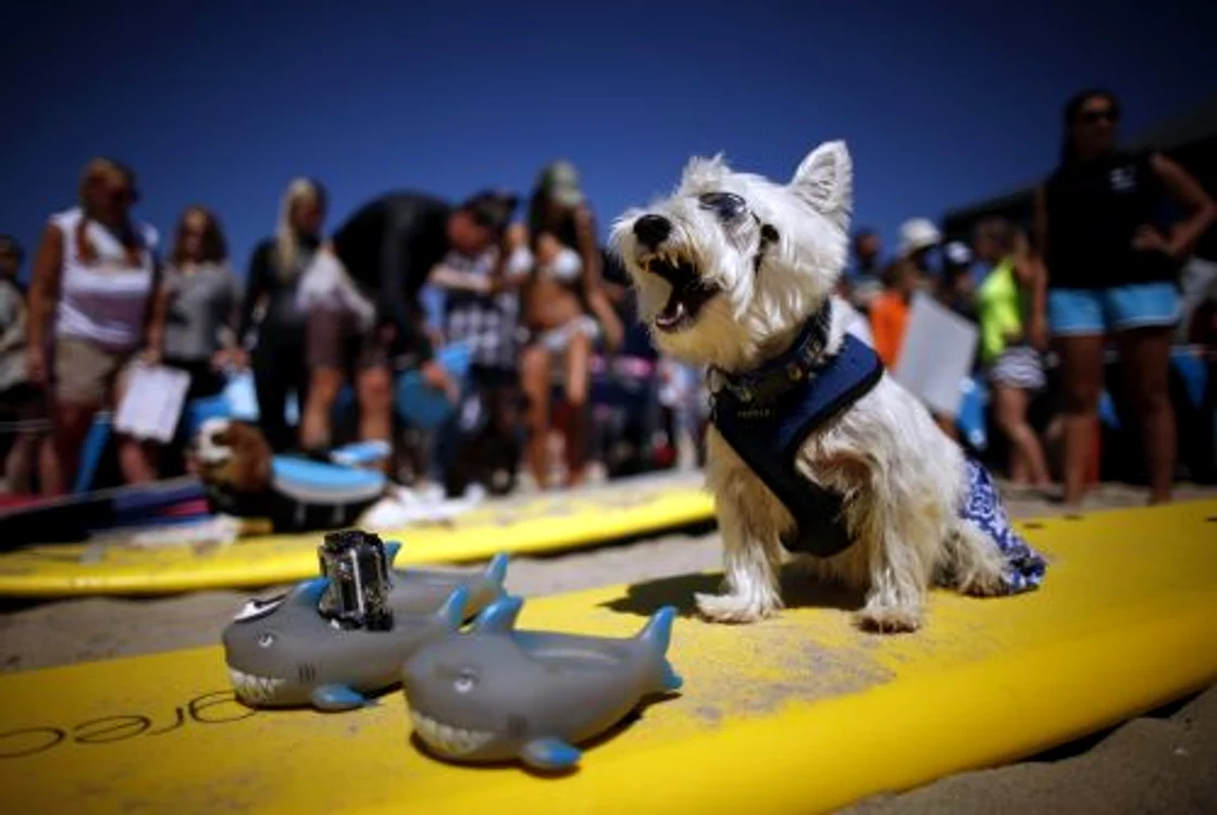 Câini care fac surf (FOTO REUTRS)