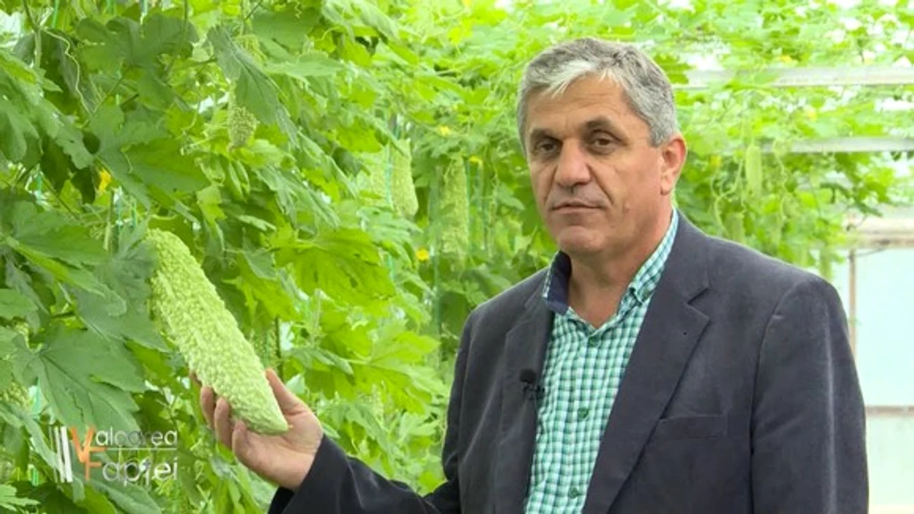 Ceapa Aurie de Buzău, într-o bancă de gene din SUA