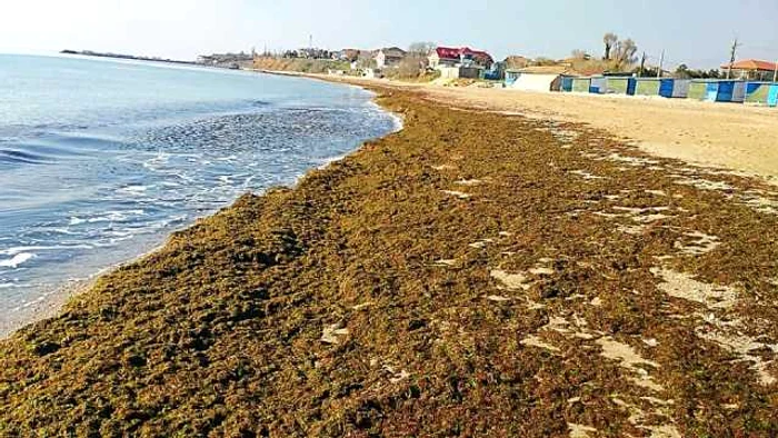 Plajele sunt invadate de alge                                                               FOTO: Bogdan Bola