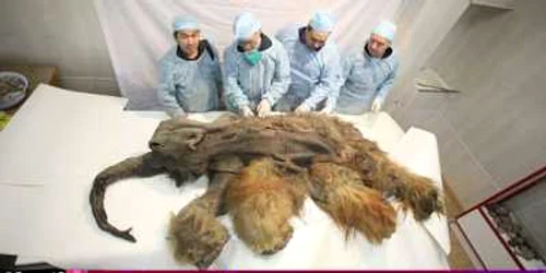 Un pui de mamut lânos a fost descoperit în Siberia