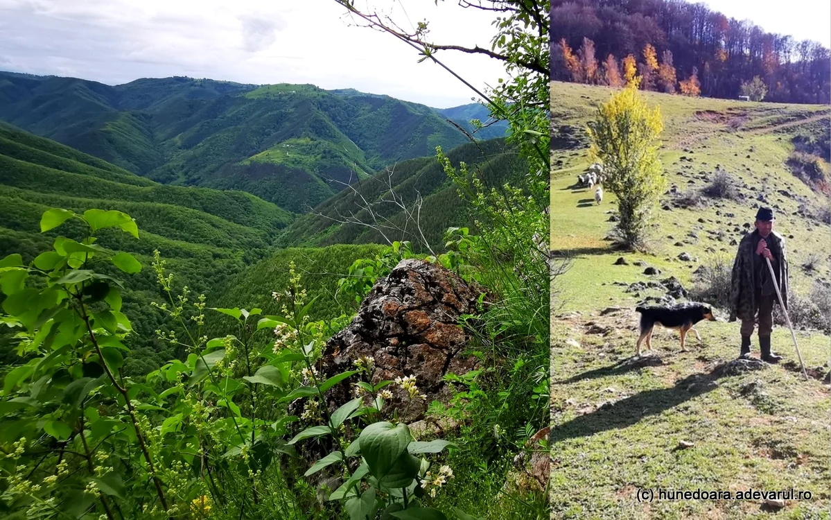 Pădurile acoperă mare parte din parc. Foto: Daniel Guță. ADEVĂRUL