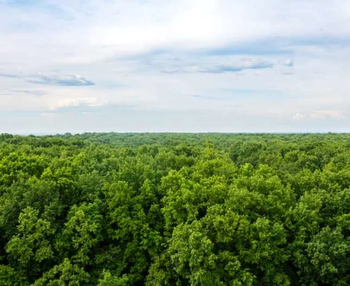 Pădurea Verde