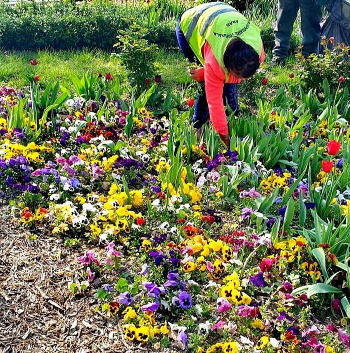Arădenii s-au trezit pe la porți cu persoane care vindeau plante ce infrumusețează orașul