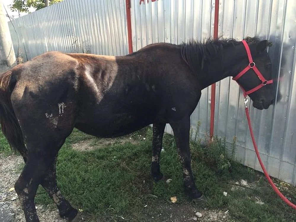 
    Calul ucis într-un acces de furie necontrolată de botoșăneanul supărat că a fost părăsit de iubităFoto: bucureștiul.ro  