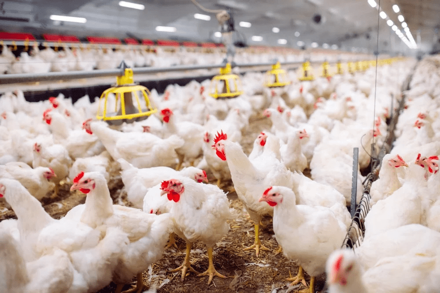 Se schimbă regulile de creștere a păsărilor în ferme