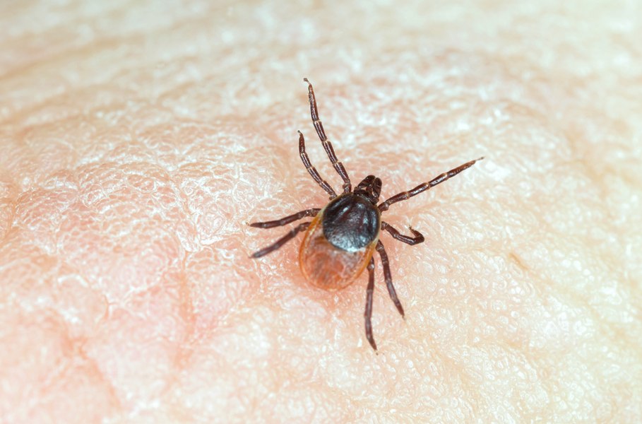 Un virus transmis de căpușe se răspândește rapid prin Europa