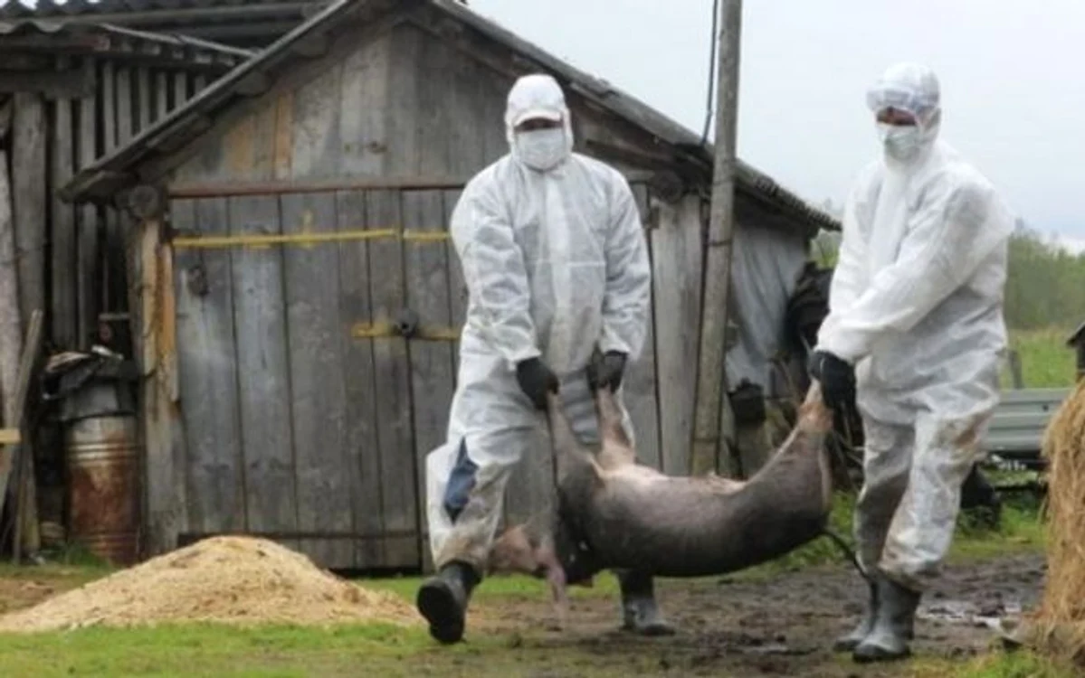 pesta porci veterinari jpeg