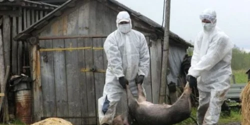 pesta porci veterinari jpeg