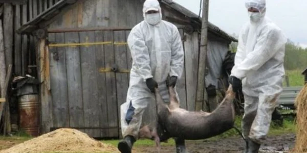 pesta porci veterinari jpeg