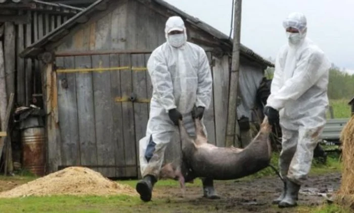 Patru focare de pestă porcină au fost descoperite în gospodăriile din Timiș FOTO Arhivă