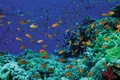 Bancurile de peşti şi recifi de corali din Marea Roşie - Sharm el Sheikh Foto Adevărul