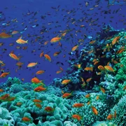 Bancurile de peşti şi recifi de corali din Marea Roşie - Sharm el Sheikh Foto Adevărul