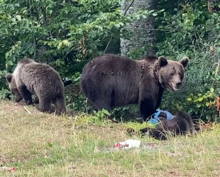 
    Și ursoaica cu pui va fi ucisă, dacă se va stabili că este agresivă  