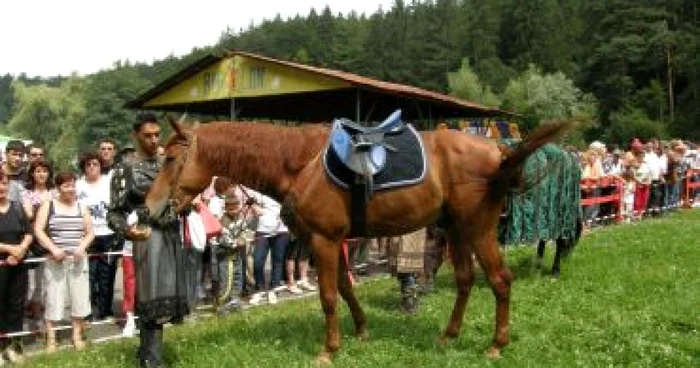 Caii de rasă au făcut spectacol la Râşnov (FOTOGALERIE)