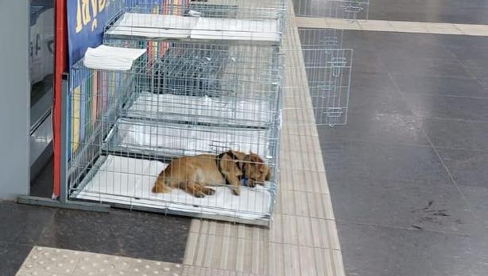 ASPA sterilizează gratuit câini şi pisici de rasă comună în colaborare cu o clinică veterinară