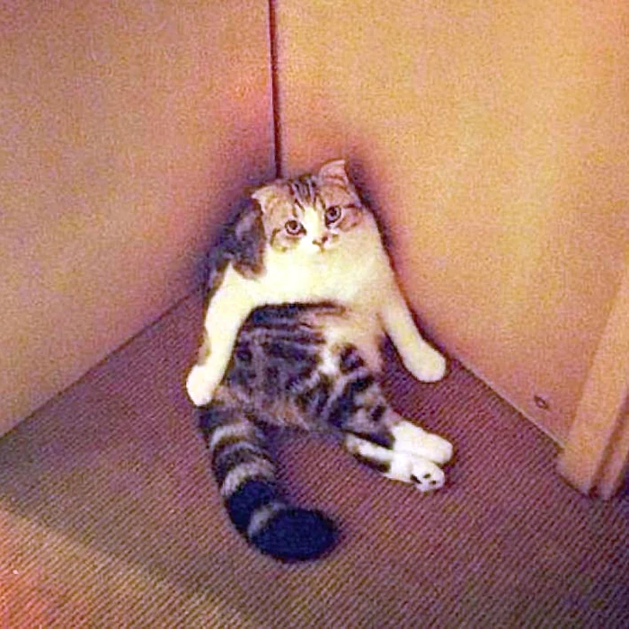 Pisica Meredith  şi-a înfipt  ghearele  adânc în  piciorul divei