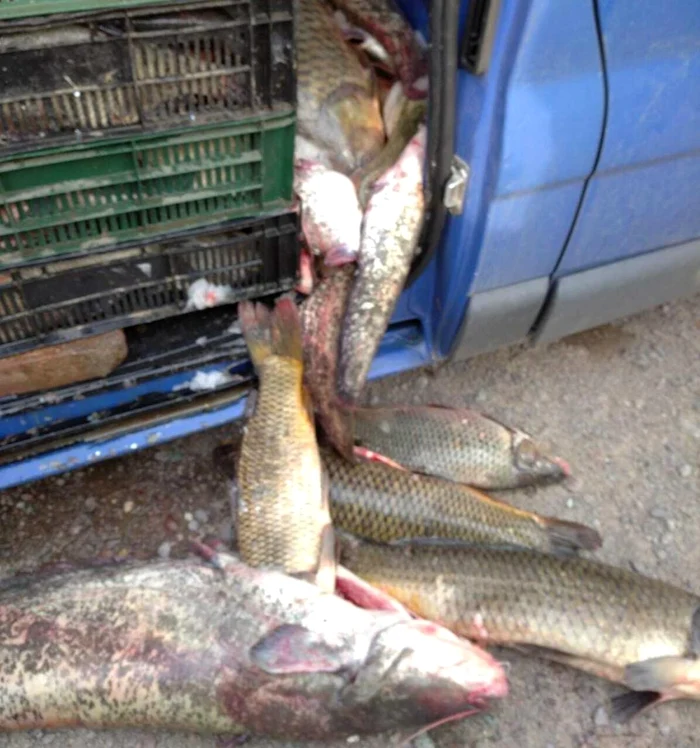 Peștele era înghesuit într-o autoutilitară și urma să ajungă în magazinele din București