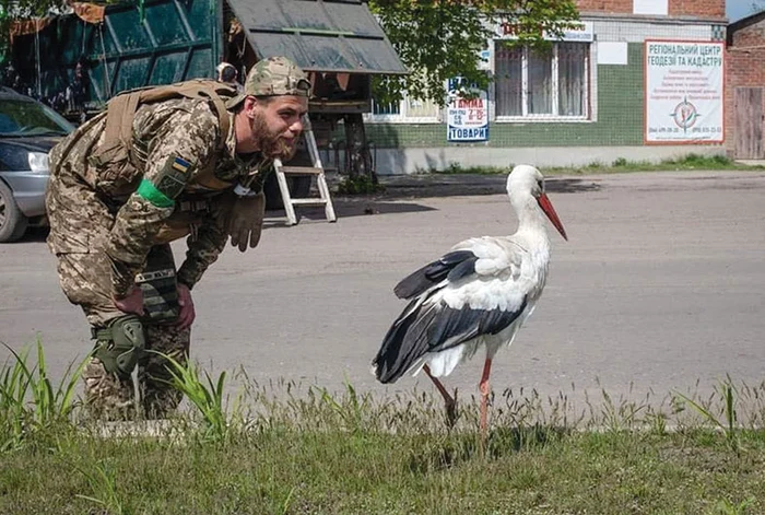 Barză îngrijită de ucraineni în regiunea Cernihiv