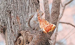 veve 8946515151 jpeg