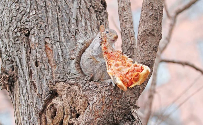 
    O mănânc la  vizuină că aşa  e civilizat...Fotografii: Guliver/ Splashnews  