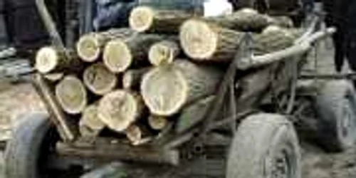 Bacău: Înjurătură pedepsită cu ciocanul de marcat copaci