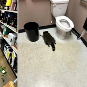 Raton lesinat  Foto County Animal Protection and Shelter jpg