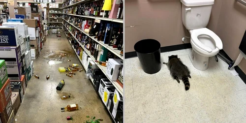 Raton lesinat Foto County Animal Protection and Shelter jpg