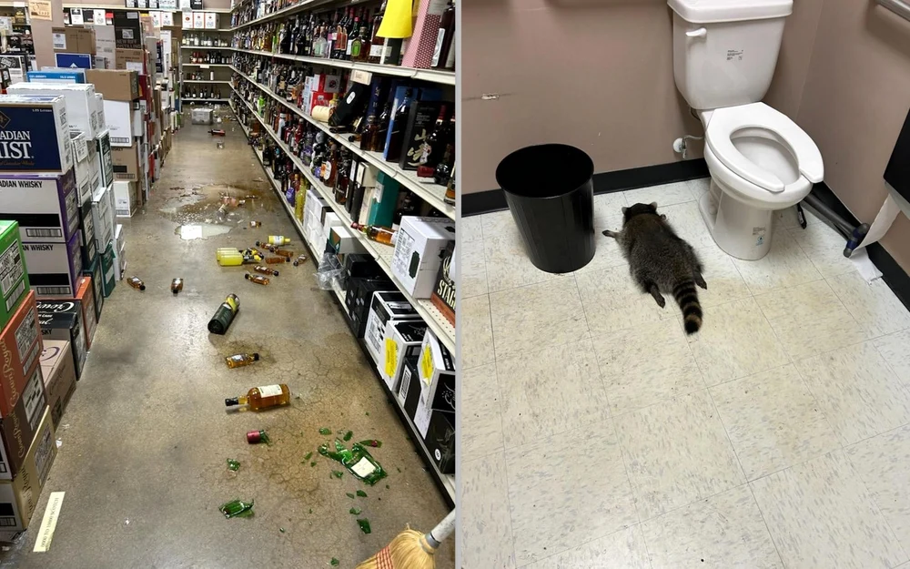 Raton beat găsit leșinat în toaleta unui magazin, după ce a devastat rafturile cu băutură. Imagini virale cu „spărgătorul”