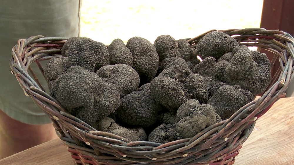 A început sezonul trufelor în Ținutul Buzăului. „Aurul negru”, ingredient pentru mâncăruri rafinate VIDEO
