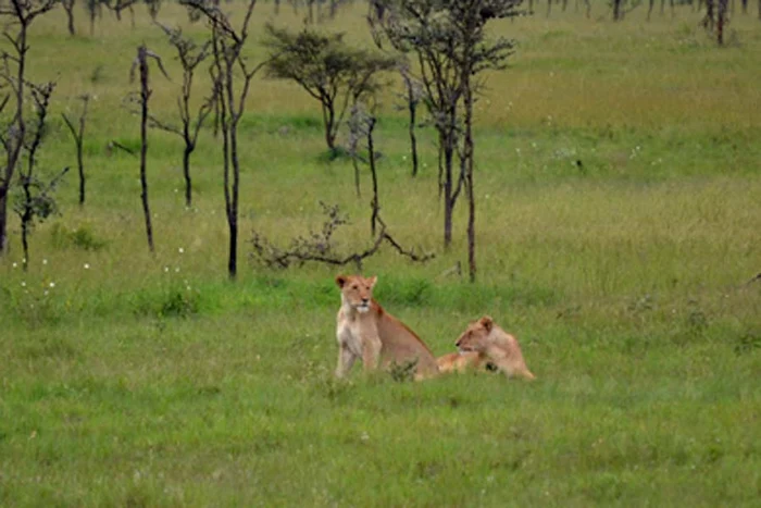 
    S-a întors din Africa cu 20 de melci vii sub piele  