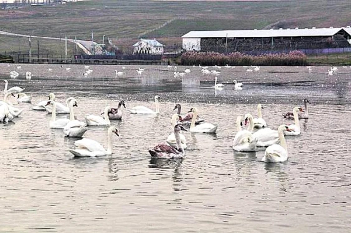 lebedoi