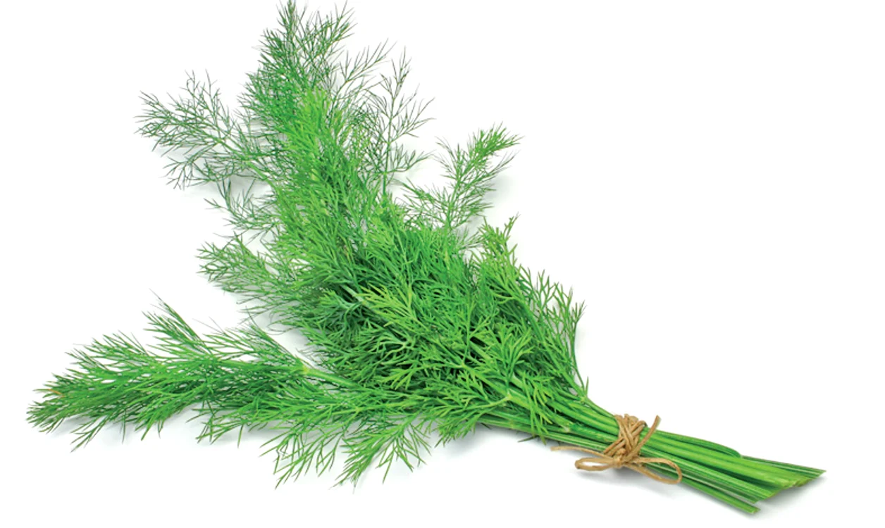 Mărarul - ideal  pentru detoxifiere