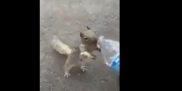 veverita