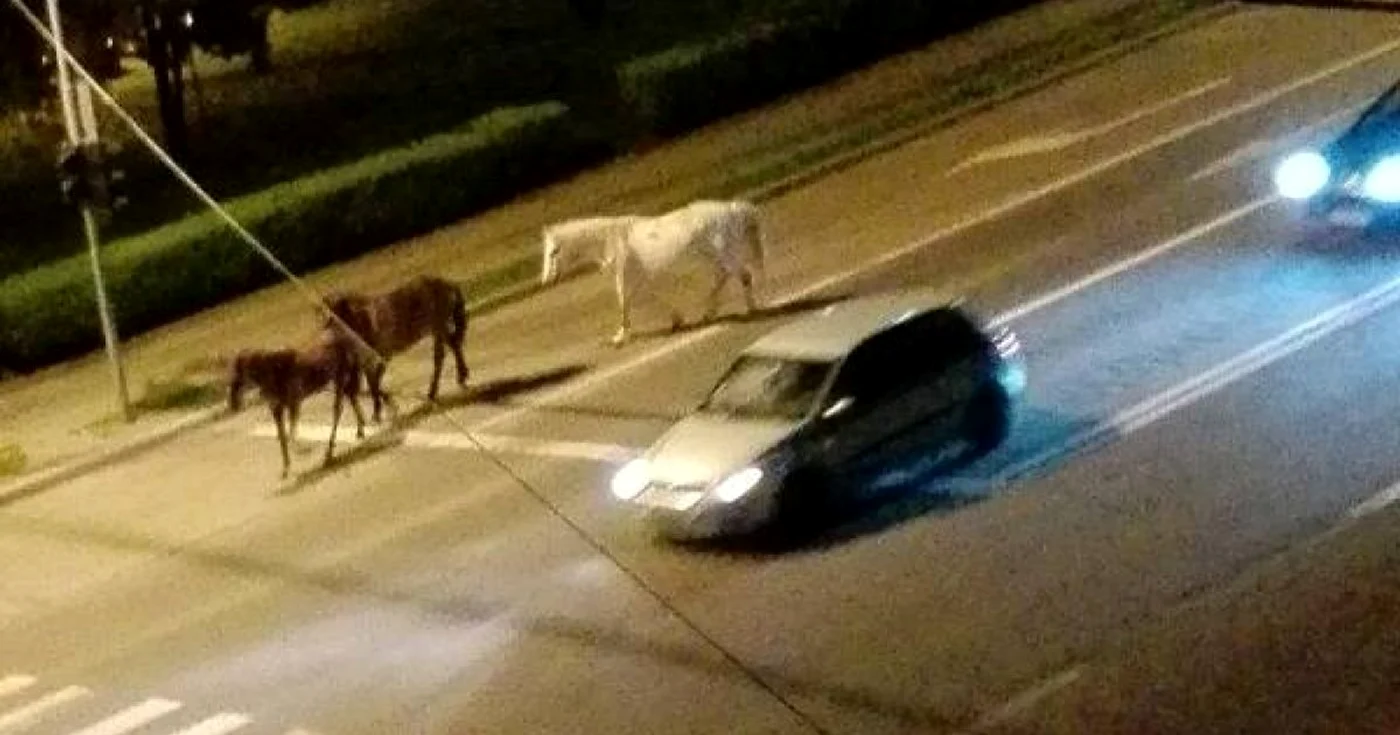 cai alba iulia