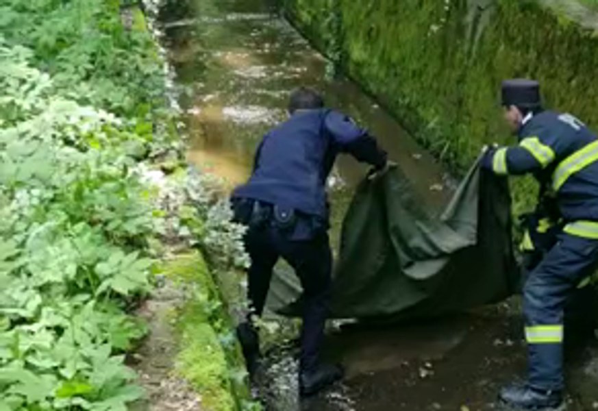 Pui de căprioară, salvat dintr-un canal din Parcul Trivale. Animalul a fost eliberat VIDEO