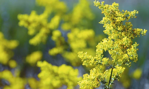 1 sanziene shutterstock 1123652417 jpg jpeg