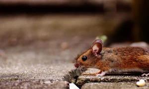mouse 1708192 1280 jpg