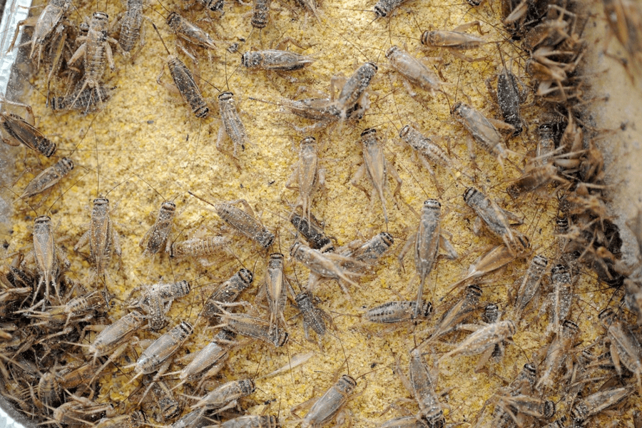 Cum vor fi vândute în România alimentele care conțin insecte