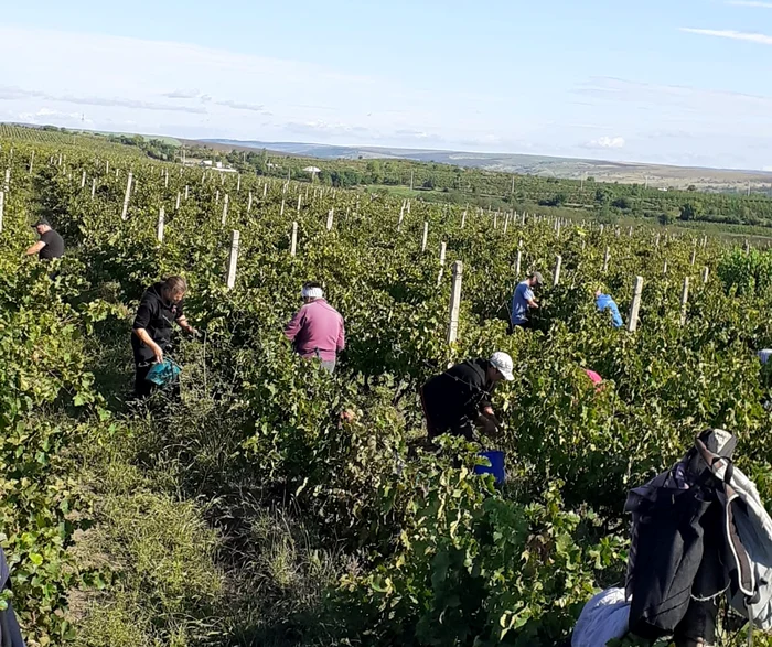 Campania de cules struguri a început FOTO: Stațiunea de Cercetare Bujoru