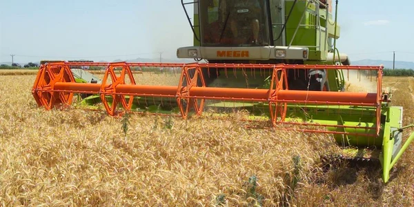 Mulţi agricultori au scos deja combinele la câmp. Foto: Adevărul