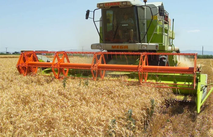 Mulţi agricultori au scos deja combinele la câmp. Foto: Adevărul