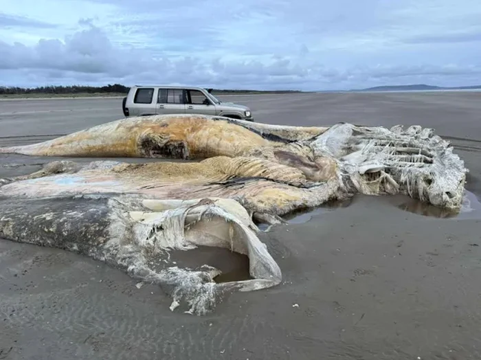 Creatura găsită / foto:  Clayton Boswell/Media Wales