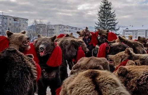 Fotografiile cu urşii din Comăneşti au fost publicate în New York Timesc