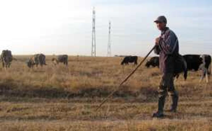 Seceta a pârjolit câmpurile