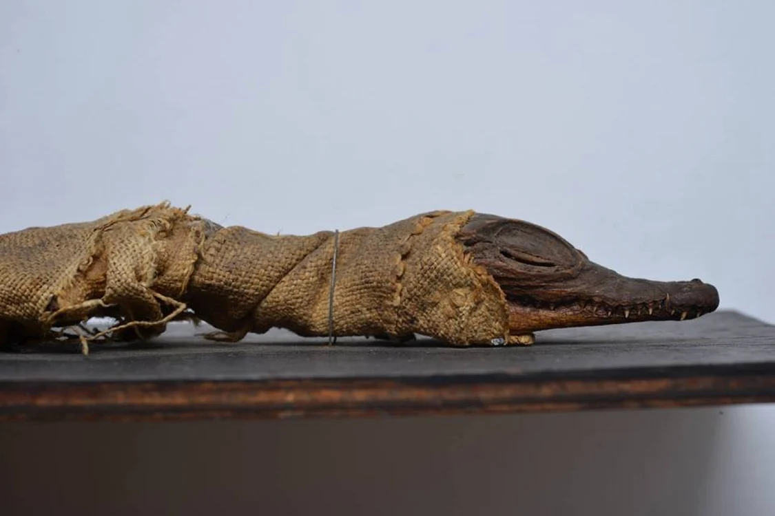 Mumie de crocodil la muzeu FOTO Fabebook/Muzeul banatului