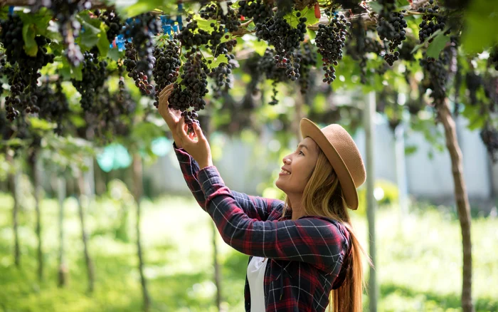 Toate părțile strugurilor pot fi folosite. Sursa: Freepik.com