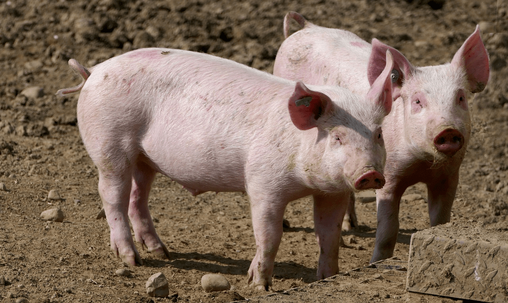 Cât se pierde din greutatea unui porc după taiere. Cât costă în realitate un porc „în viu”